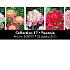 Coll. 17 Paeonia 35 packages