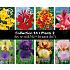 Coll. 14 Perennials II 56 packages