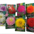 Coll. 01 Dahlia Cactus 100 cm 56 packages