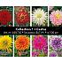 Coll. 01 Dahlia Cactus 100 cm 56 packages