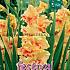 Large Flowered Jester Binbox Gladiolen Jester 14/+ (x80)