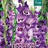 Large Flowered Vista Binbox Gladiolen Vista 14/+ (x80)