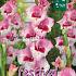 Large Flowered Perry Binbox Gladiolen Perry 14/+ (x80)
