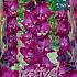 Large Flowered Frozzie Binbox Gladiolen Frozzie 14/+ (x80)