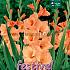 Large Flowered Oranje Binbox Gladiolen Orange 14/+ (x80)