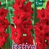  Binbox Gladiolen Red 14/+ (x80)