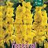 Large Flowered Geel Binbox Gladiolen Yellow 14/+ (x80)
