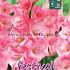 Large Flowered Roze Binbox Gladiolen Pink 14/+ (x80)