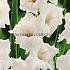 Binbox Gladiolen White 14/+ (x80)