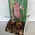 Binbox Gladiolen Priscilla 14/+ (x80)