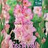 Large Flowered Priscilla Binbox Gladiolen Priscilla 14/+ (x80)