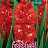Large Flowered Traderhorn Binbox Gladiolen Traderhorn 14/+ (x80)