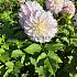 Decorative Small Flowered Verrones DF Dahlia Verrones DF (x 35)