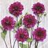 Decorative Large Flowered Thomas A. Edison Dahlia Thomas A. Edison (x 35)