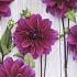 Decorative Large Flowered Thomas A. Edison Dahlia Thomas A. Edison (x 35)