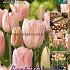 Tulips Apricot Beauty 12/+ (x20x15)