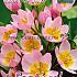 Tulips Bakeri Lilac Wonder 6/+ (x12x10)