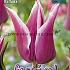 Tulips Ballade 12/+ (x12x7)