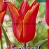 Tulips Ballerina 12/+ (x12x7)