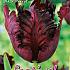 Tulips Black Parrot 12/+ (x12x7)