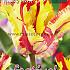 Tulips Flaming Parrot 12/+ (x12x7)