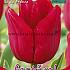 Tulips Ile de France 12/+ (x12x7)