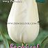 Tulips Ivory Floradale 12/+ (x12x7)