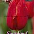 Tulips Kingsblood 12/+ (x12x7)