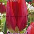 Tulips Madame Lefeber 12/+ (x12x7)
