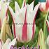 Tulips Marilyn 12/+ (x12x7)