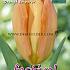 Tulips Orange Emperor 12/+ (x12x7)