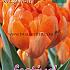 Tulips Orange Princess 12/+ (x12x7)