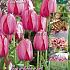 Tulips Pink Impression 12/+ (x20x15)