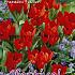 Tulips Praestans Fusilier 12/+ (x12x7)