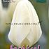 Tulips Purissima 12/+ (x12x7)