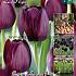 Tulips Queen of Night 12/+ (x20x15)