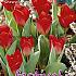 Tulips Showwinner 12/+ (x12x7)
