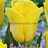 Tulips Strong Gold 12/+ (x12x7)