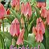 Tulips Toronto 12/+ (x12x7)