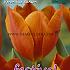 Tulips Veronique Sanson 12/+ (x12x7)