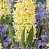 Hyacinths Gipsy Princess 17/18 (x10x3)