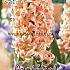 Hyacinths Gipsy Queen 17/18 (x10x3)