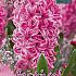 Hyacinths Pink Pearl 17/18 (x10x3)