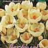Crocus Cream Beauty, Chrys. 5/+ , (x12x15)