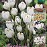 Crocus Jeanne d'Arc 8/9 (x20x25)