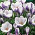 Crocus Prins Claus 5/+ (x12x15)