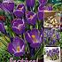Crocus Remembrance 8/9 (x20x25)