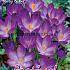 Crocus Ruby Giant 5/+ (x12x15)