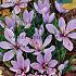 Crocus Sativus 8/+ (x12x10)