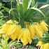 Fritillaria Lutea 20/22 (x12x1)